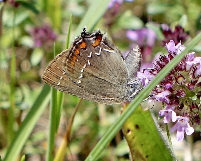 ilex hairstreak